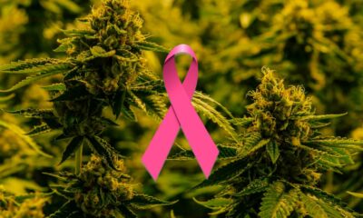 Etude sur cancer et cannabis