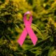 Etude sur cancer et cannabis