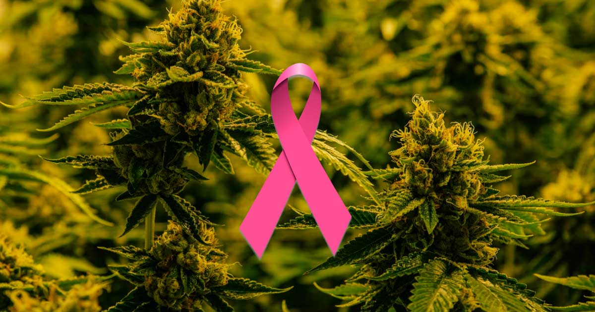 Etude sur cancer et cannabis