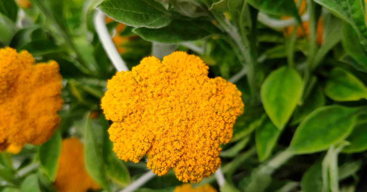 Des cannabinoïdes dans l'Helichrysum