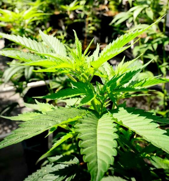 Le Minnesota légalise le cannabis