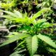 Le Minnesota légalise le cannabis
