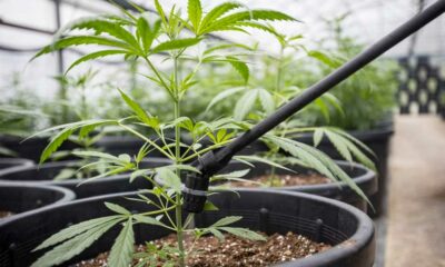 Arrosage manuel pour des plantes de Cannabis