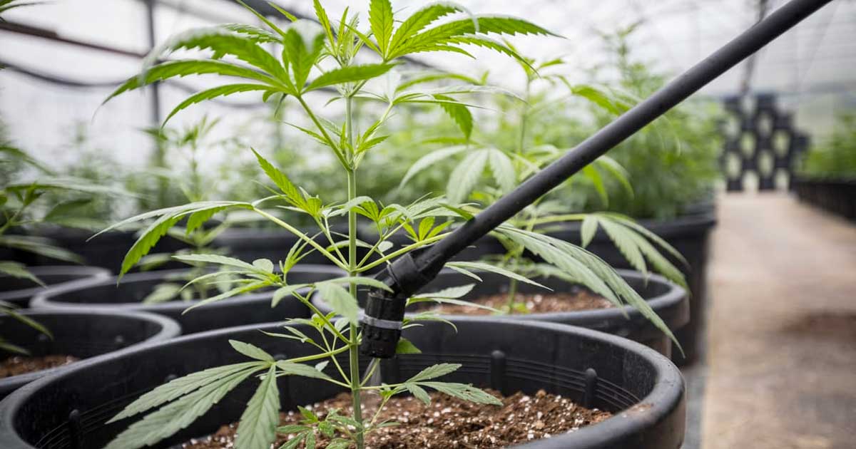 Arrosage manuel pour des plantes de Cannabis