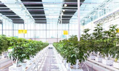 Aurora Cannabis au Danemark