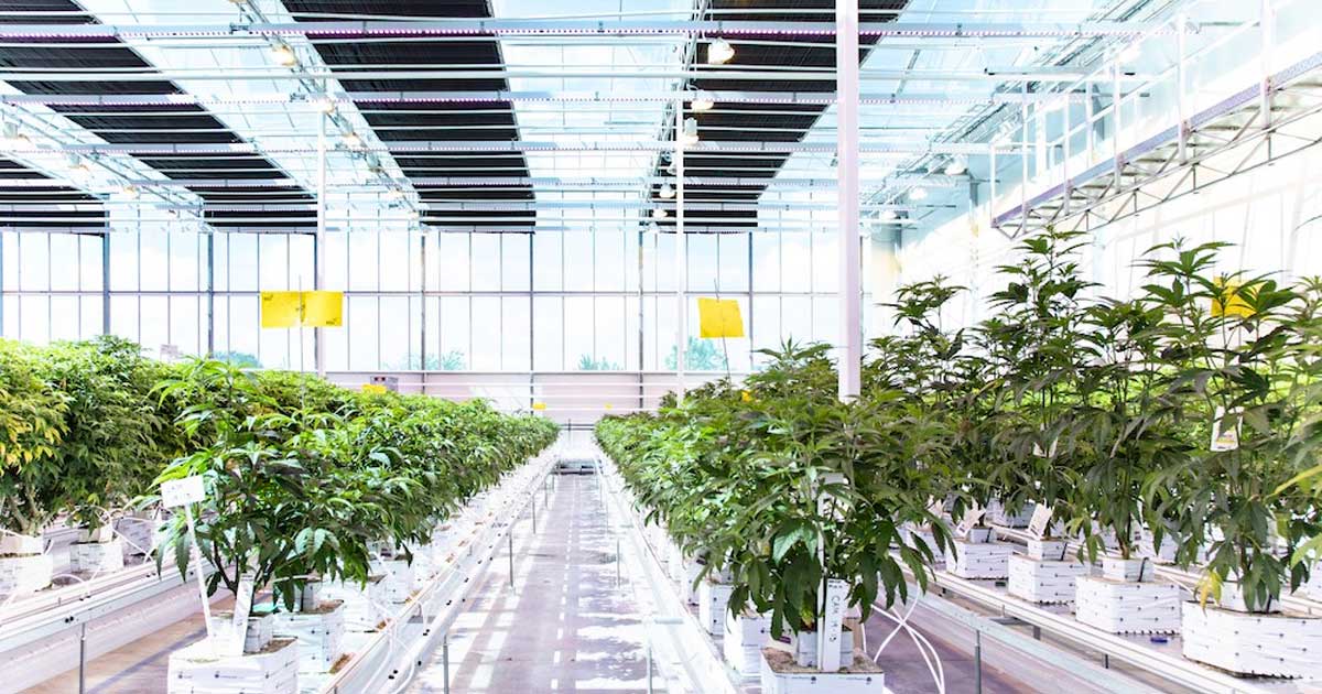 Aurora Cannabis au Danemark