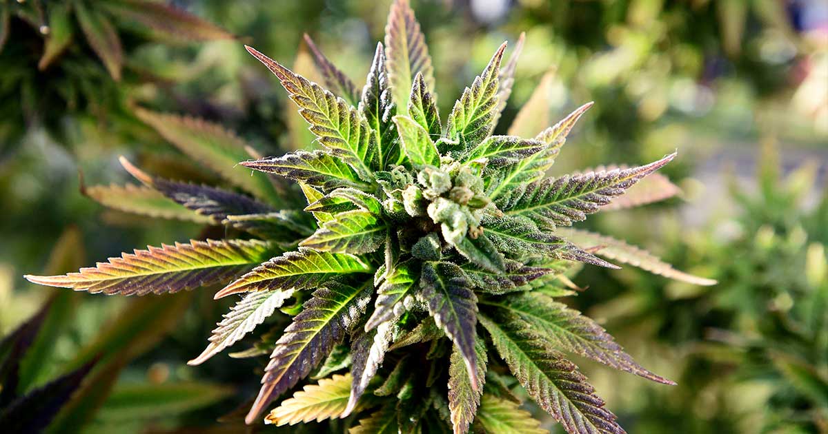 Cannabis médical au Vermont