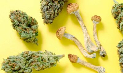 Médicament avec champignon et cannabis