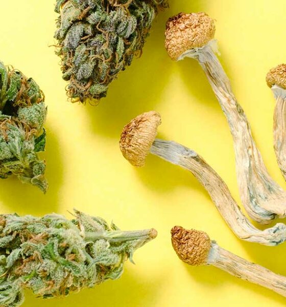 Médicament avec champignon et cannabis