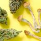 Médicament avec champignon et cannabis