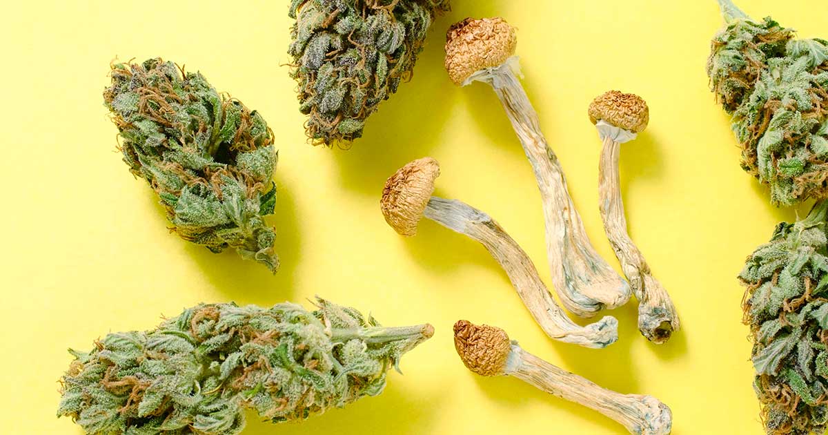 Médicament avec champignon et cannabis