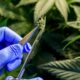 Filière de cannabis médical en France