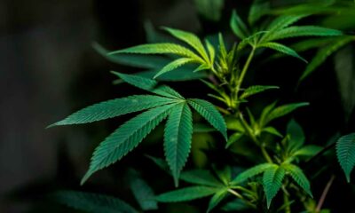 Vote de la légalisation du cannabis au Luxembourg en juin