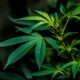 Vote de la légalisation du cannabis au Luxembourg en juin
