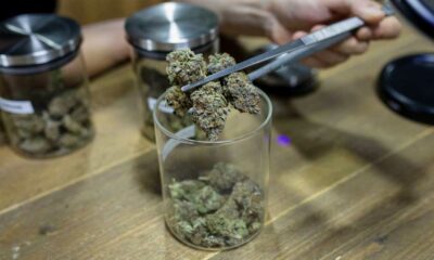 Nouvelles règles des Cannabis Clubs à Malte