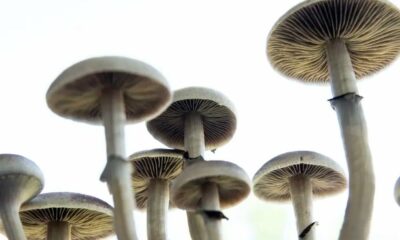 Campagne pour dépénaliser les champignons psychédéliques en Californie