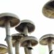 Campagne pour dépénaliser les champignons psychédéliques en Californie