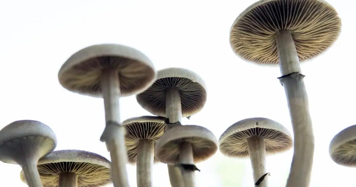Campagne pour dépénaliser les champignons psychédéliques en Californie