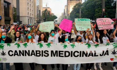 Culture de cannabis médical au Brésil