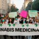 Culture de cannabis médical au Brésil