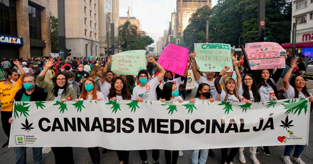 Culture de cannabis médical au Brésil