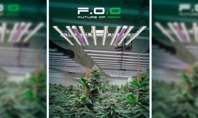 FOG Led Horticole