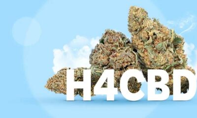 H4CBD chez CBD.fr