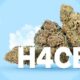 H4CBD chez CBD.fr