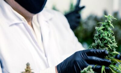 Généralisation du cannabis médical en France