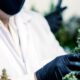 Généralisation du cannabis médical en France