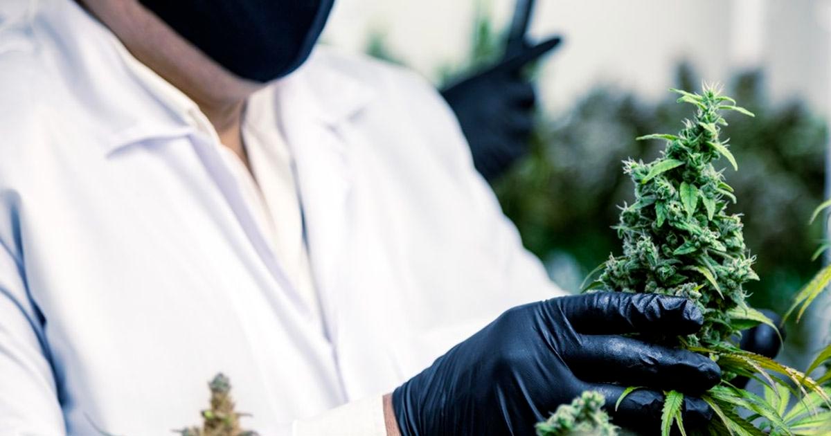 Généralisation du cannabis médical en France