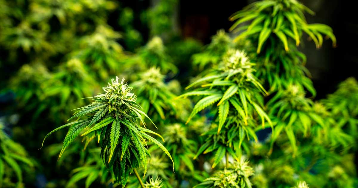 Cannabis Club et légalisation du cannabis en Allemagne