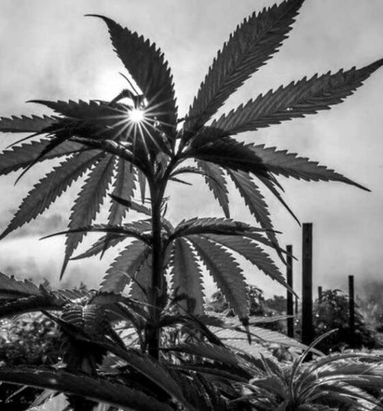 Pas de cannabis médical pour la France