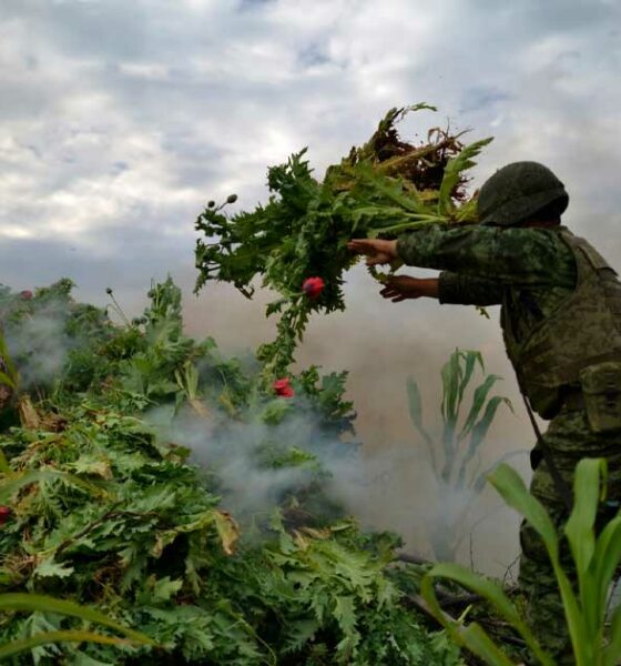 Guerre aux drogues