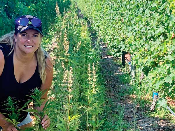 Plantaciones de vid y cáñamo