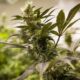 Ventes de cannabis légal au Colorado