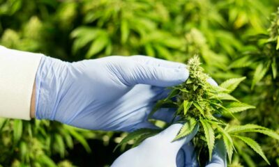 L'industrie canadienne du cannabis appelle à des changements