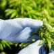 L'industrie canadienne du cannabis appelle à des changements