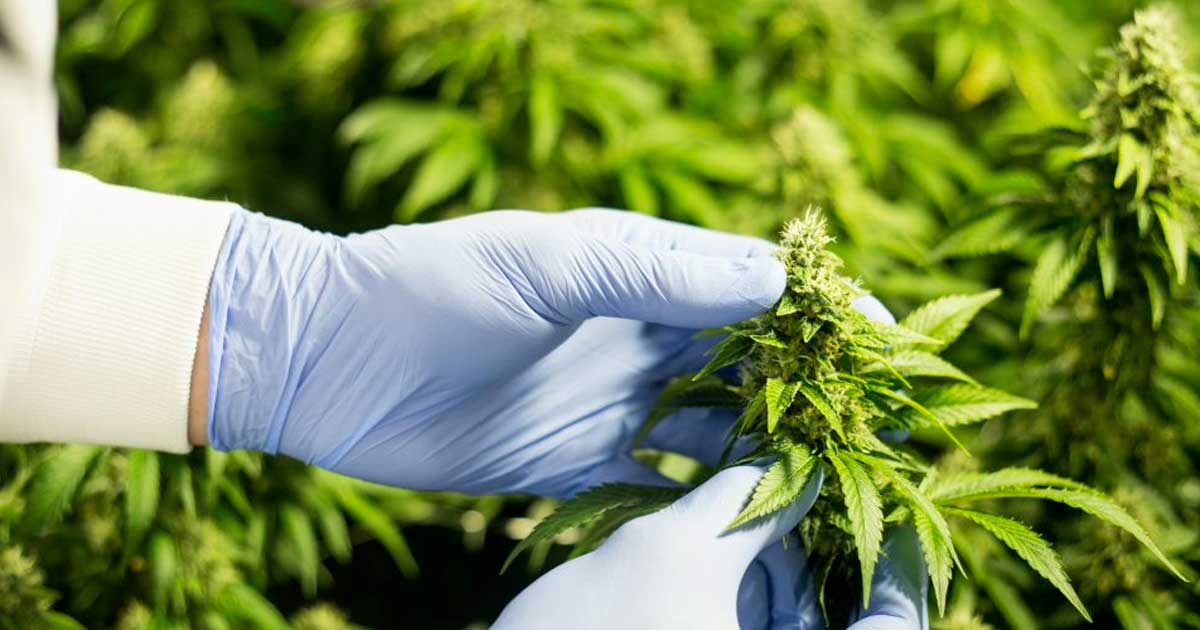 L'industrie canadienne du cannabis appelle à des changements
