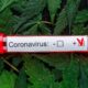 Covid et cannabis