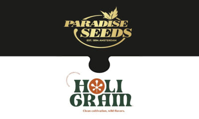 Paradise Seeds et Holigram