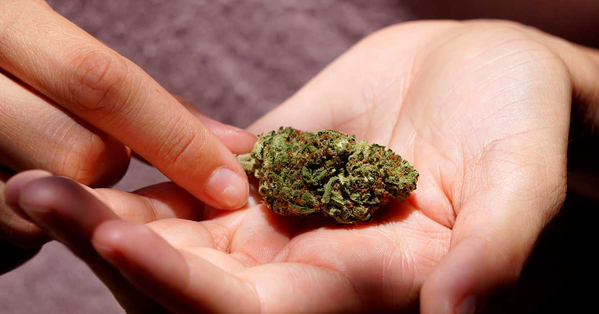 Licence de Cannabis Club à Malte