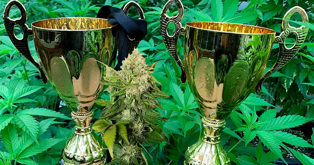 Cannabis Cup à SVG