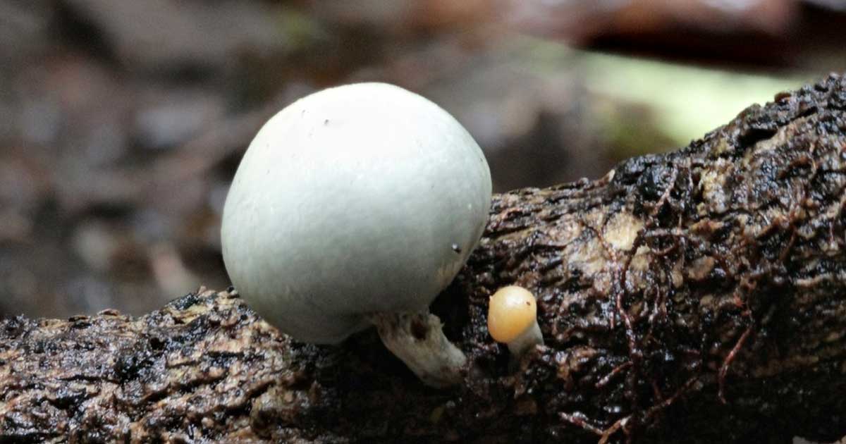 Champignons magiques en Nouvelle-Zélande