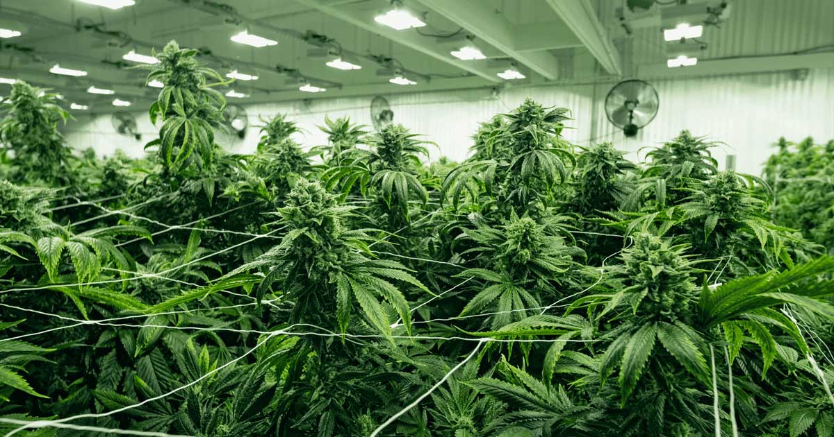 Export de cannabis médical au Portugal