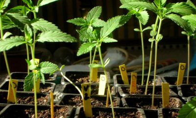 Autoculture de cannabis au Costa Rica