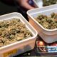 Expérimentation du cannabis légal aux Pays-Bas