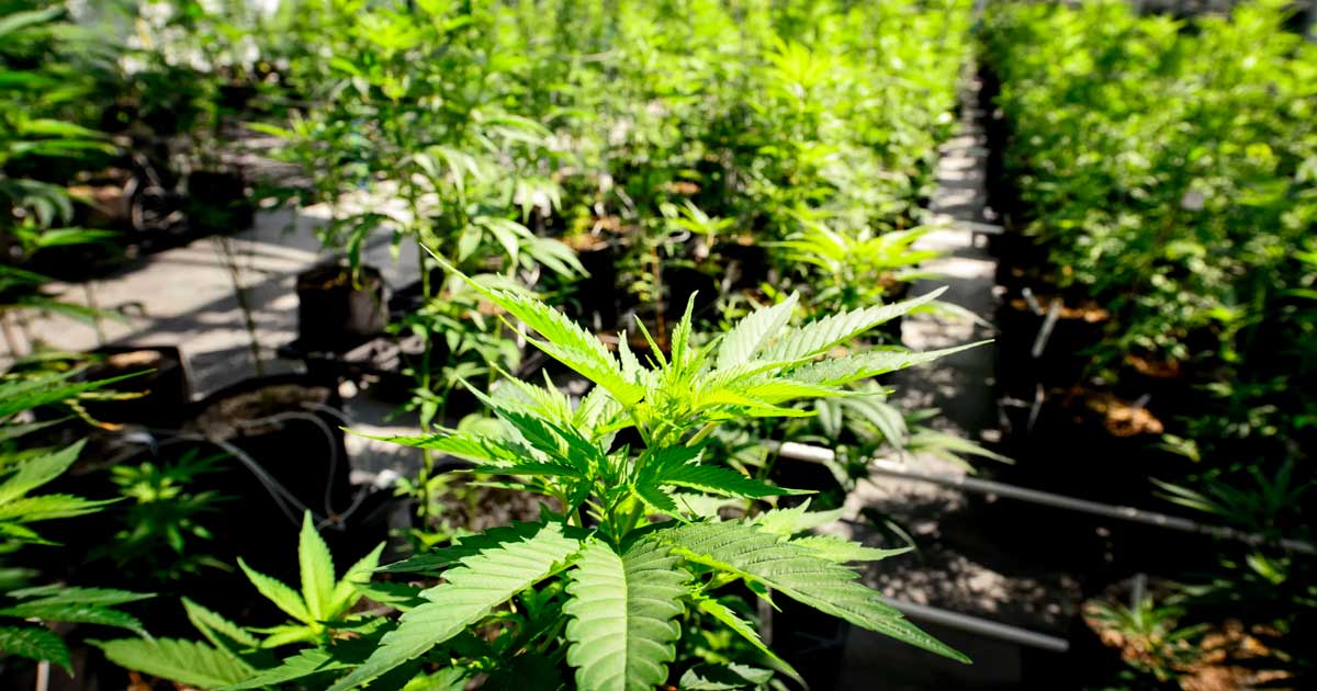 Légalisation du cannabis au Sénat de l'Ohio