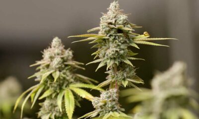 Régulation du cannabis dans l'Ohio