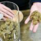 Initiative pour légaliser le cannabis en Finlande